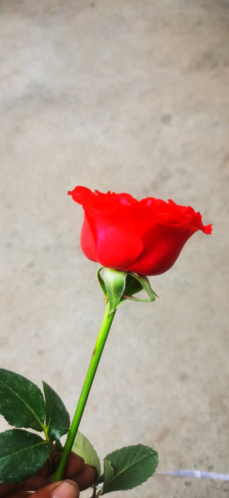 红玫瑰鲜花鲜切花