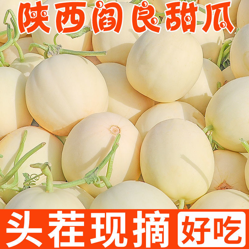 陕西阎良甜瓜白莎蜜甜瓜质量保证，量大价优，支持视频看货