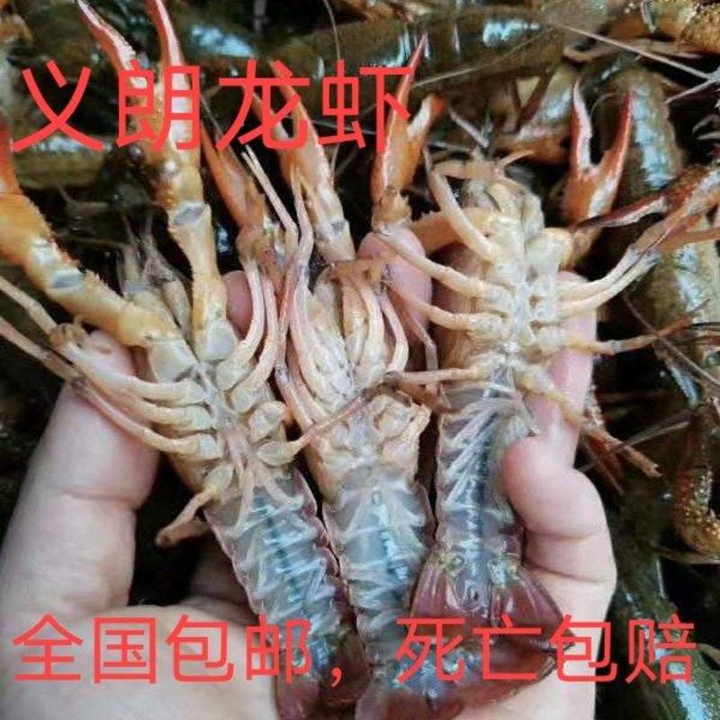 【全国包邮】小龙虾潜江义朗精品234小龙虾肉质饱满
