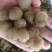 特种养殖，宽体金线蛭，蚂蟥，苏南特大种苗，卵茧