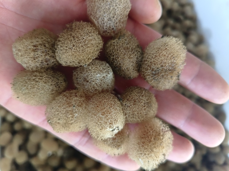特种养殖，宽体金线蛭，蚂蟥，苏南特大种苗，卵茧