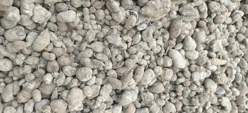 贵州优质三叶青
