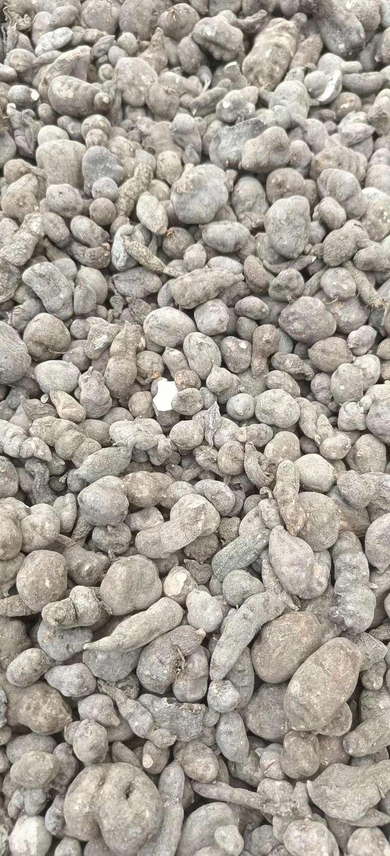 贵州优质三叶青