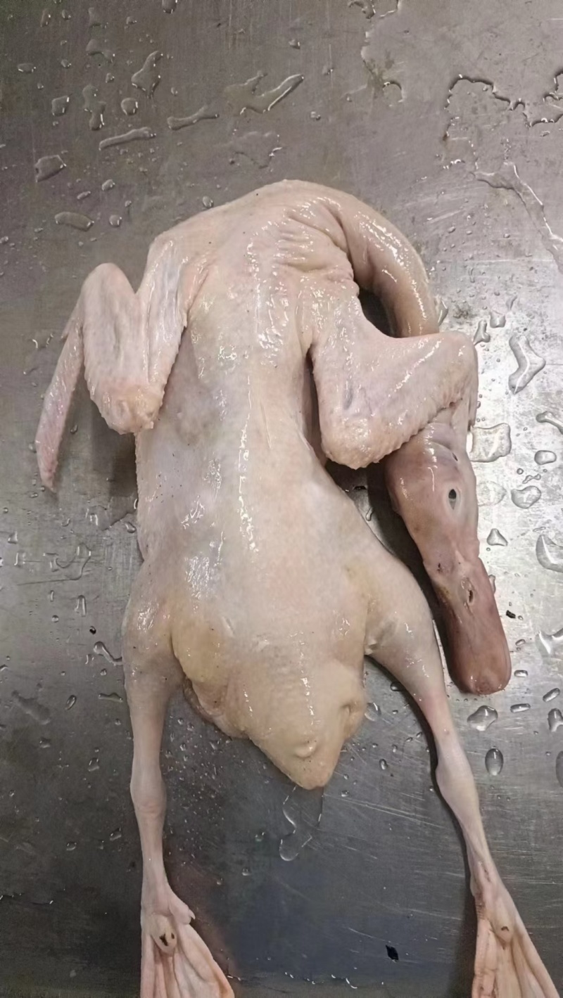 70天花边麻鸭，全净膛带舌，净重20kg12-17只