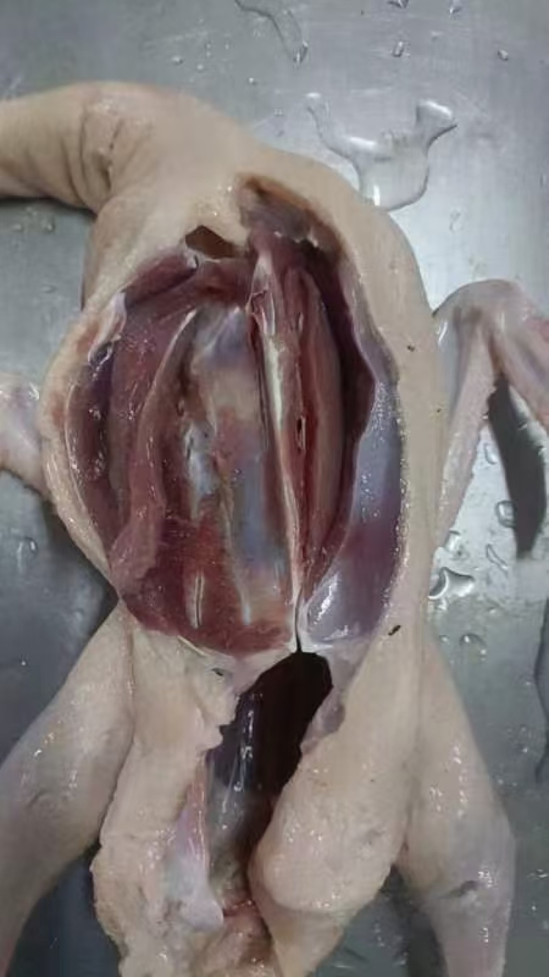 70天花边麻鸭，全净膛带舌，净重20kg12-17只