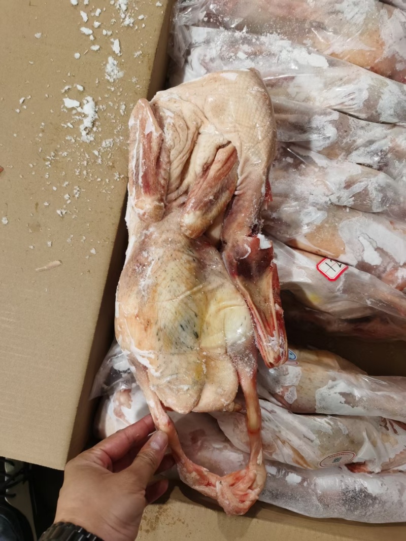 70天花边麻鸭，全净膛带舌，净重20kg12-17只
