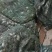 盘锦蟹苗大闸蟹苗基地直发品质保证欢迎咨询合作