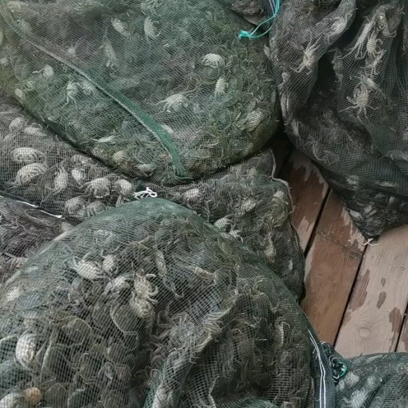 盘锦蟹苗大闸蟹苗基地直发品质保证欢迎咨询合作