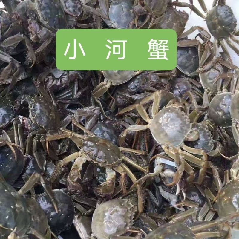 盘锦蟹苗大闸蟹苗基地直发品质保证欢迎咨询合作