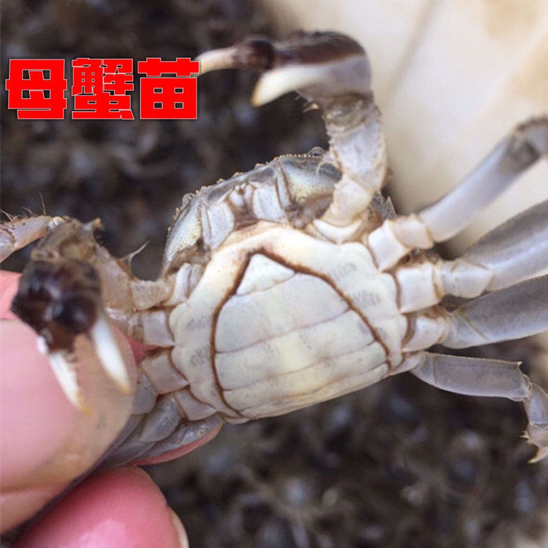 盘锦蟹苗大闸蟹苗基地直发品质保证欢迎咨询合作