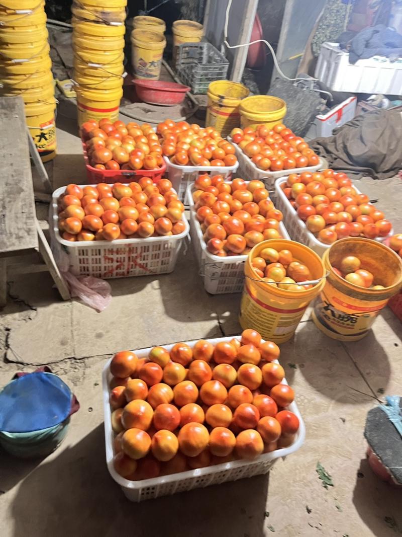 湖北武汉本地西红柿