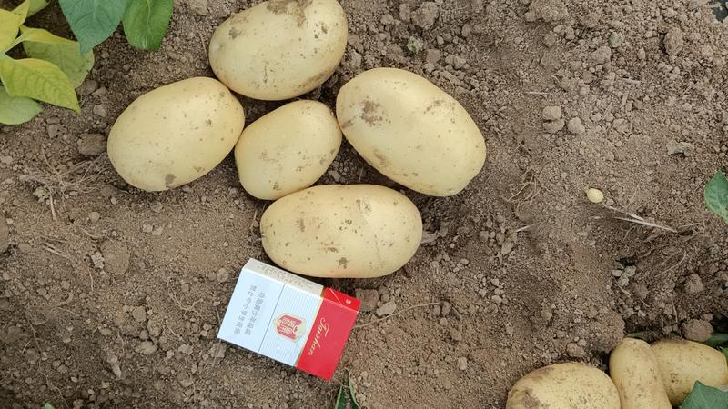 滕州冷库大棚新土豆，v7.沃土，荷兰十五，需要联系