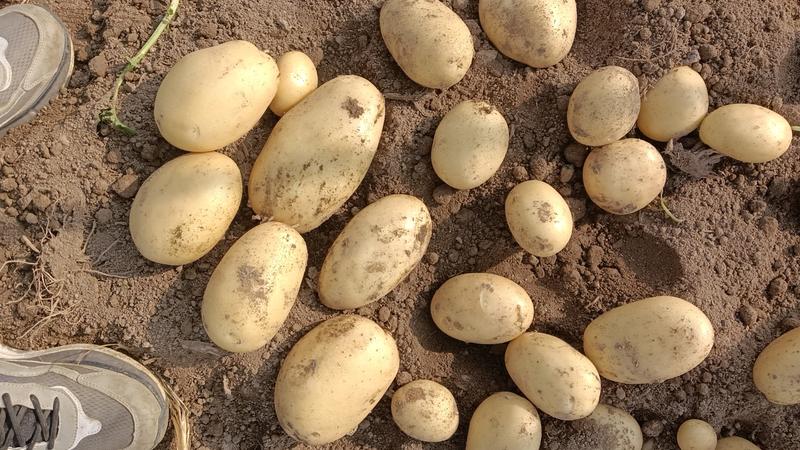 滕州冷库大棚新土豆，v7.沃土，荷兰十五，需要联系
