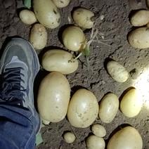 山东青岛新土豆，v7.沃土，荷兰十五，需要联系