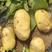 湖北土豆精品黄心土豆大量上市黄皮黄心保质保量
