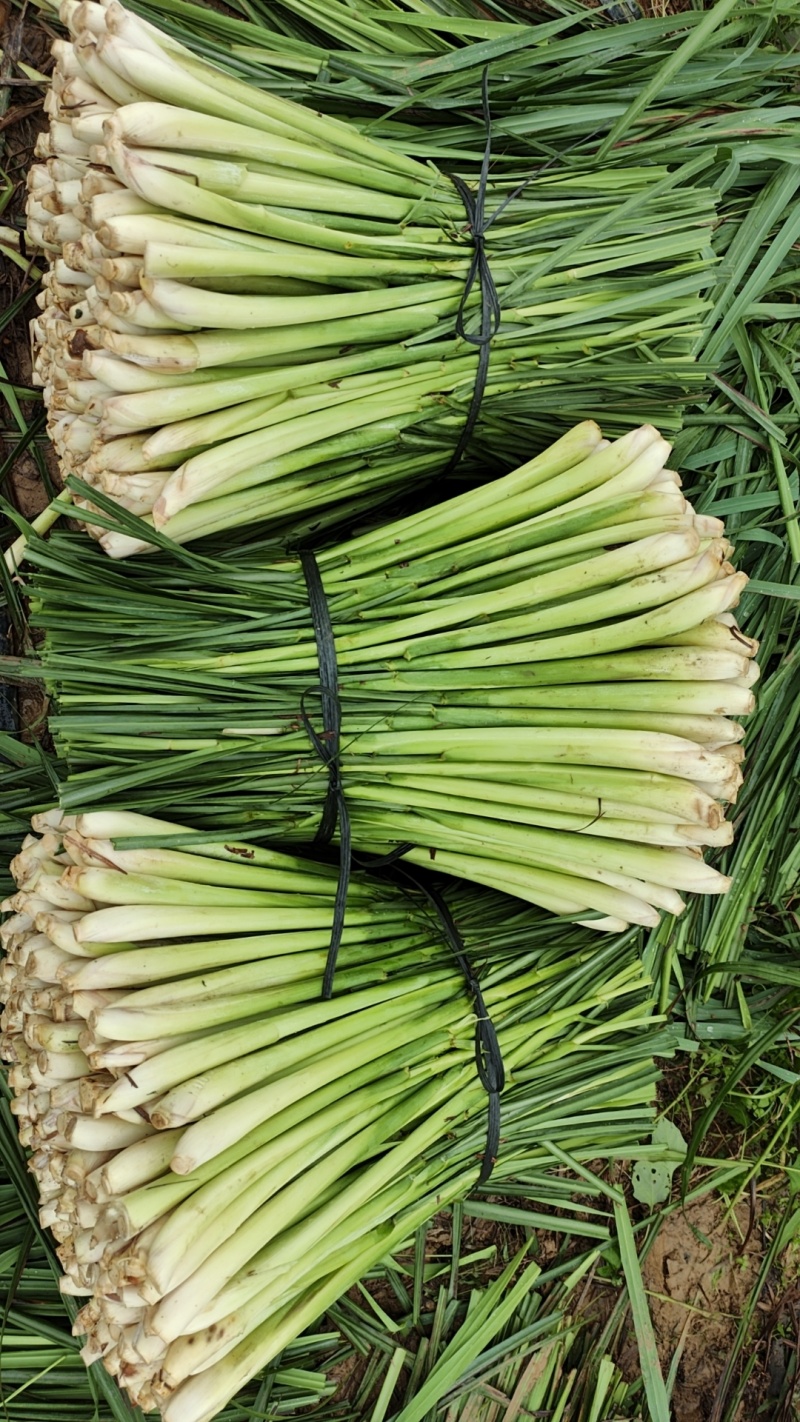 香茅草：柠檬香茅食用香料绿色保健、护肤，基地直供欢迎订购。