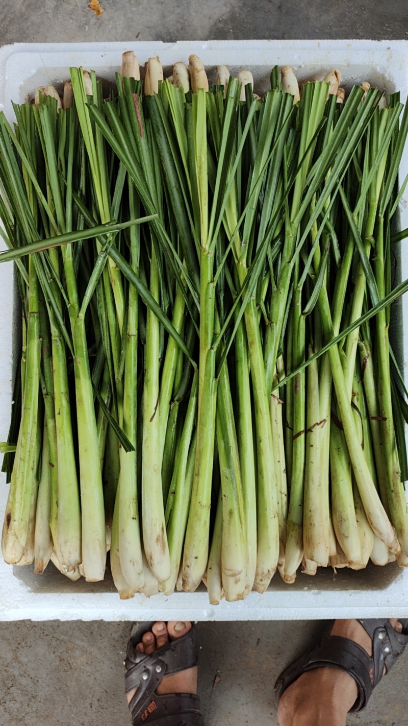 新鲜柠檬香茅草，泰式冬阴功汤料食用香料基地直供欢迎订购。