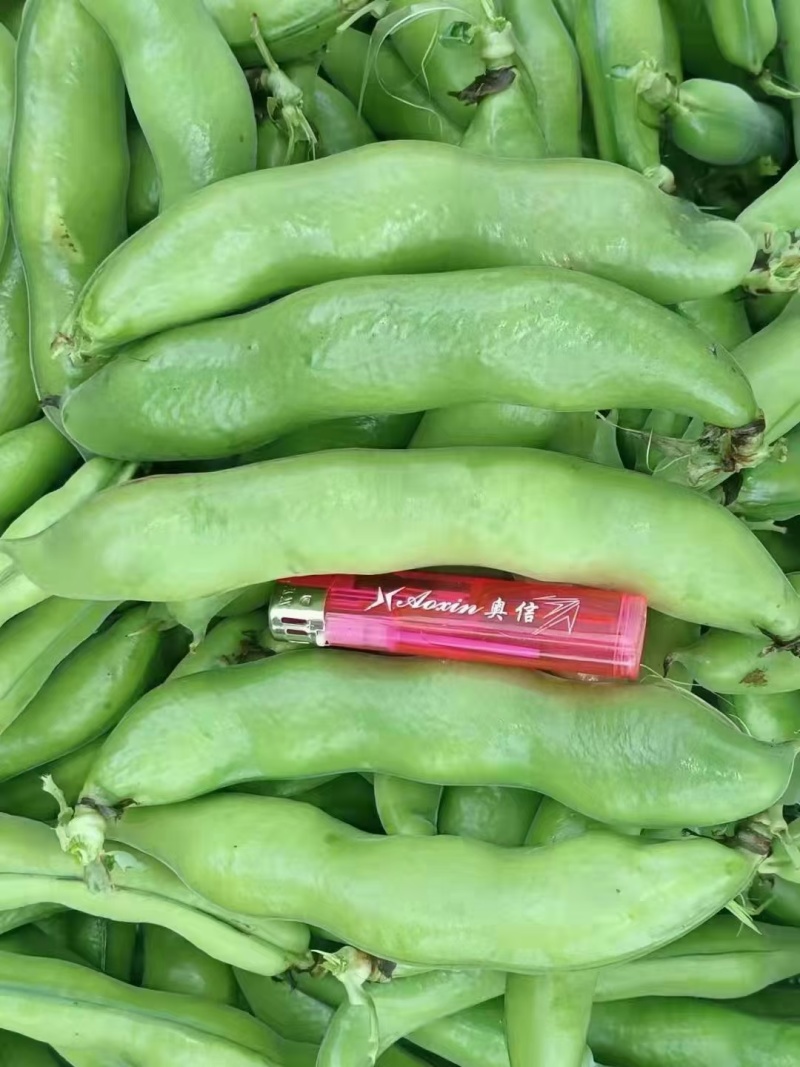 大颗蚕豆新品种3～4大米粒鲜嫩颗粒饱满稳定供货