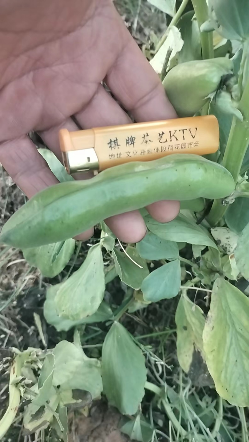 大颗蚕豆新品种3～4大米粒鲜嫩颗粒饱满稳定供货