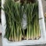 新鲜香茅草：柠檬味道食用香料现摘现卖基地直供欢迎订购