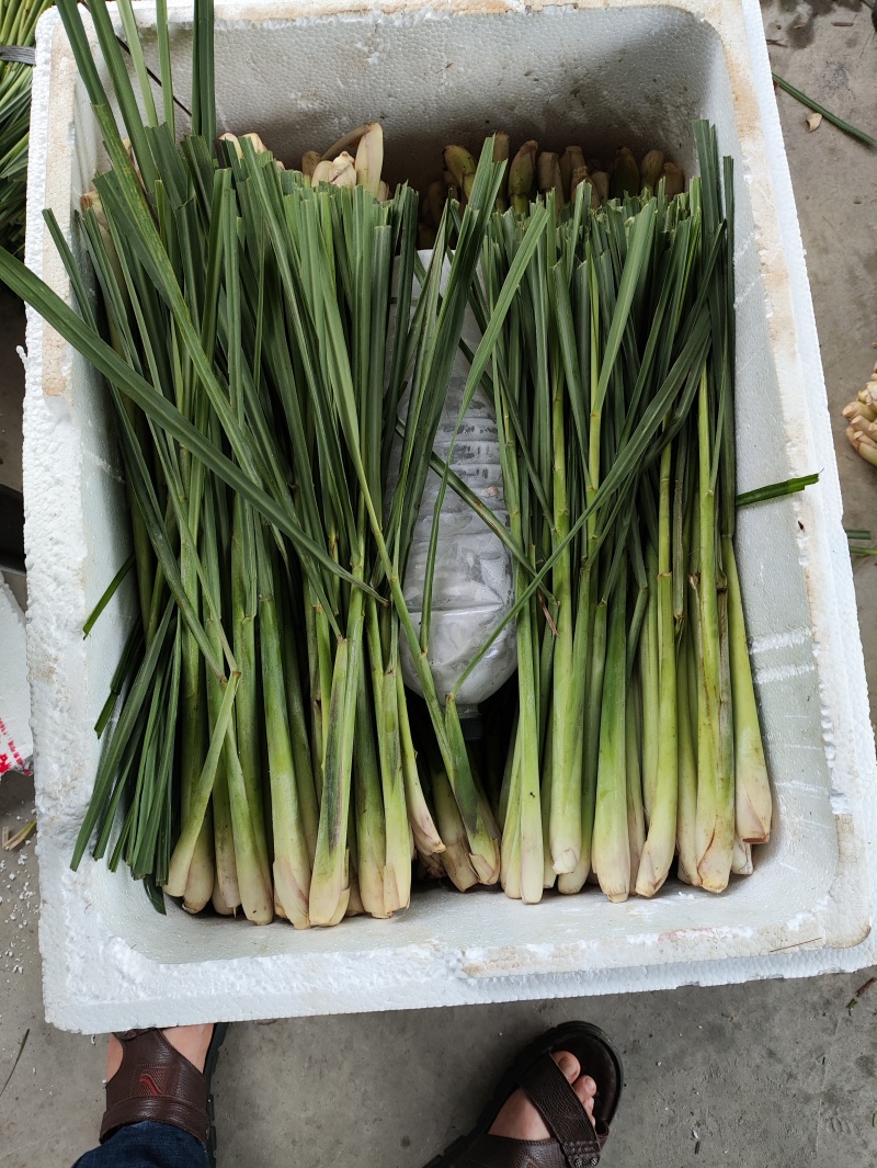新鲜香茅草：柠檬味道食用香料现摘现卖基地直供欢迎订购