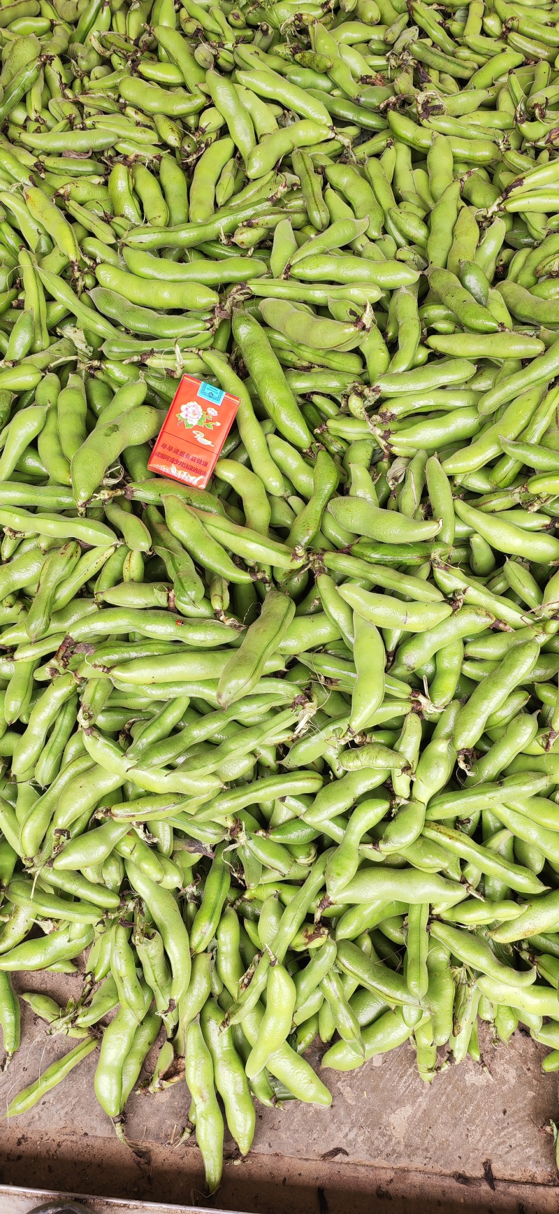 大颗蚕豆新品种3～4大米粒鲜嫩颗粒饱满稳定供货
