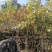 大红紫薇/开花紫花8～12公分
