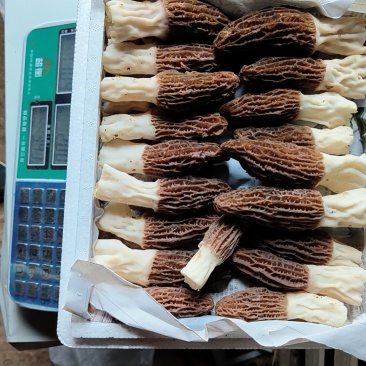 羊肚菌