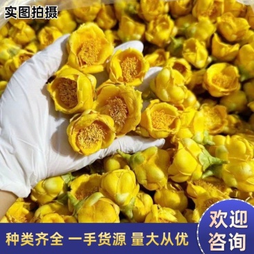 长期批发金花茶花金花茶叶，金花茶批发，金花茶自产自销