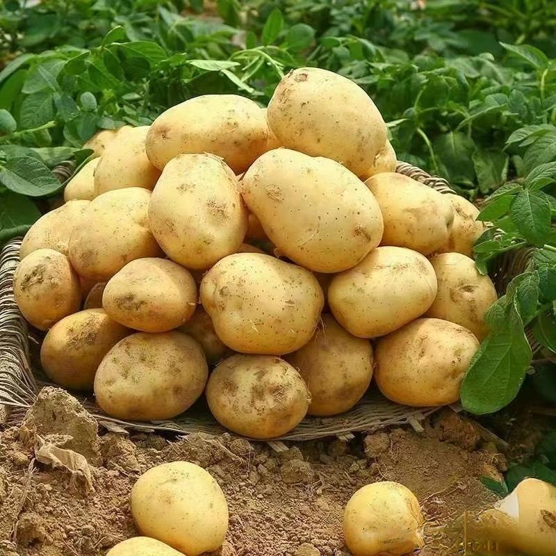 《实验一号土豆》湖北土豆，大量上市产地直供，代发全国