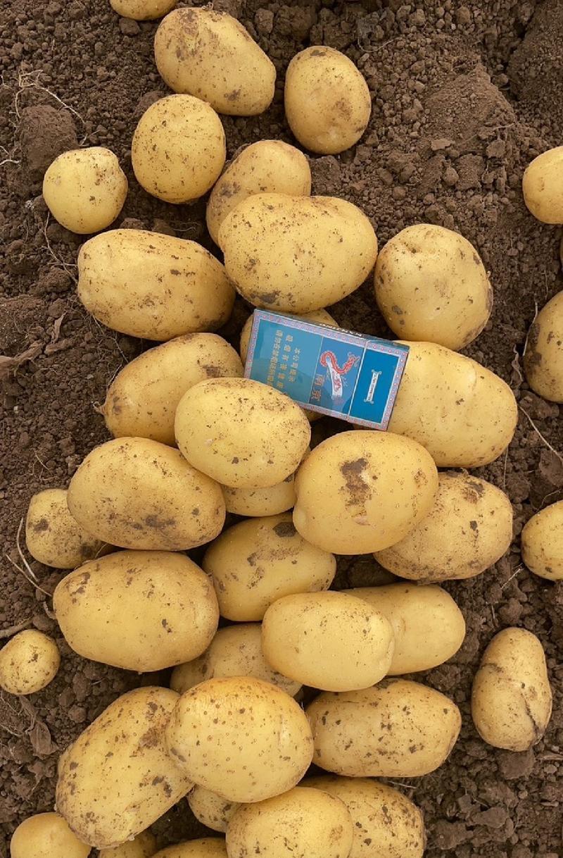 《实验一号土豆》湖北土豆，大量上市产地直供，代发全国