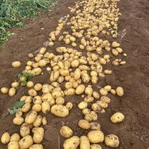 《实验一号土豆》湖北土豆，大量上市产地直供，全国