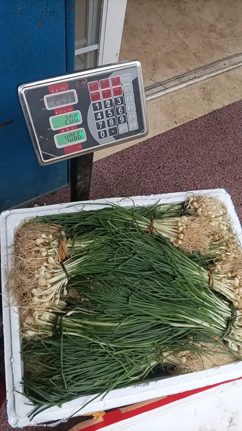 家藠头