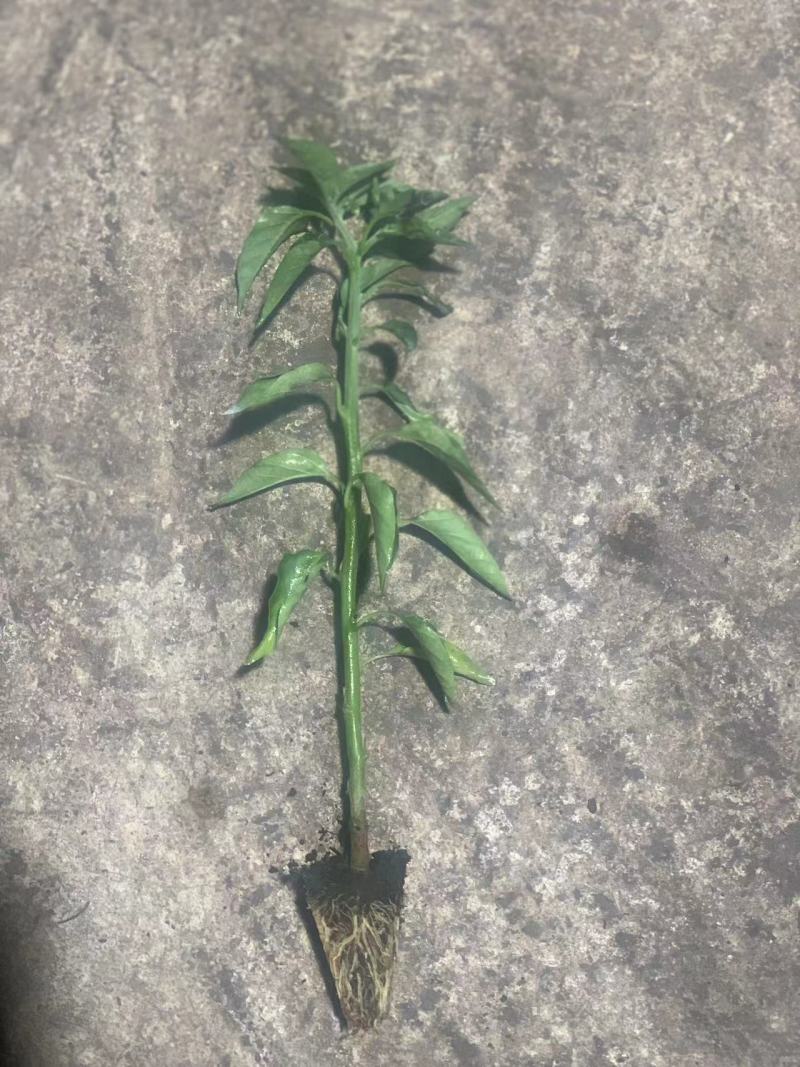 朝天椒美人椒红白米椒各种辣椒苗，基地直发，欢迎进店选购。