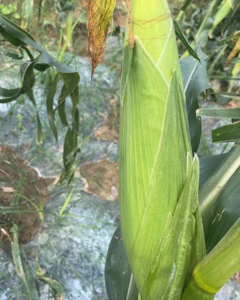 糯玉米