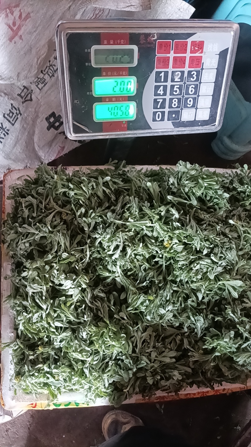 鼠曲草