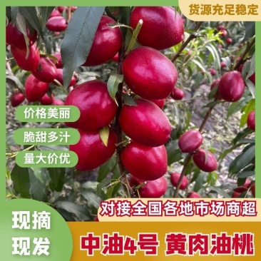 山东油桃供应链供应商超电商批发市出口外贸