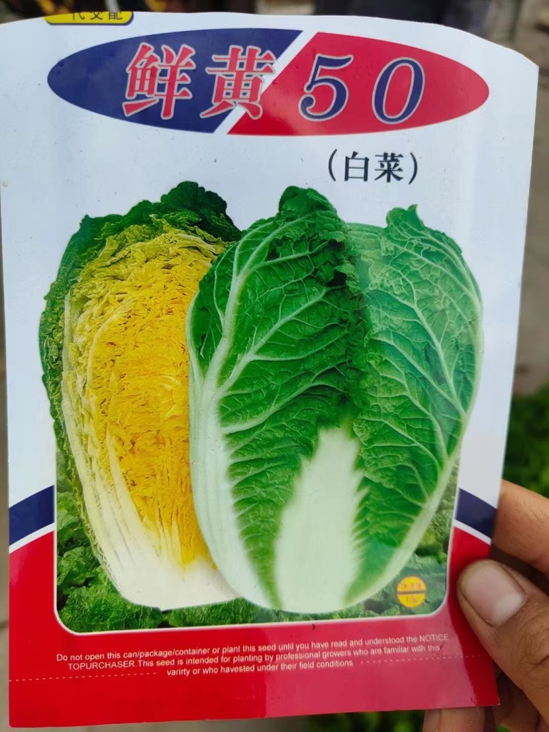 大白菜苗，50系列，量大从优