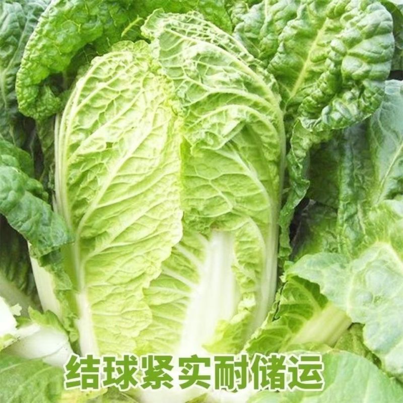 大白菜苗，50系列，量大从优