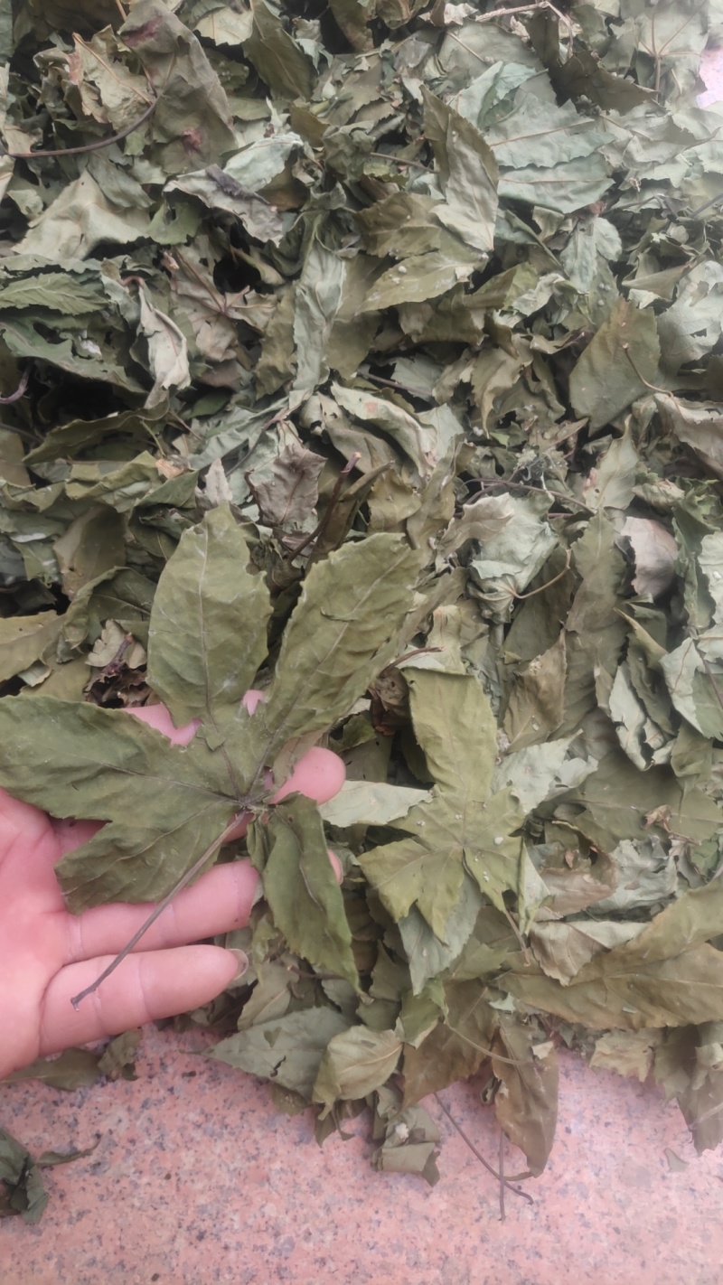 甜茶，甜茶叶，有片状，颗粒状，产地直发量大从优