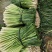 香茅草：柠檬香茅食用香料绿色保健、护肤，基地直供欢迎订购。
