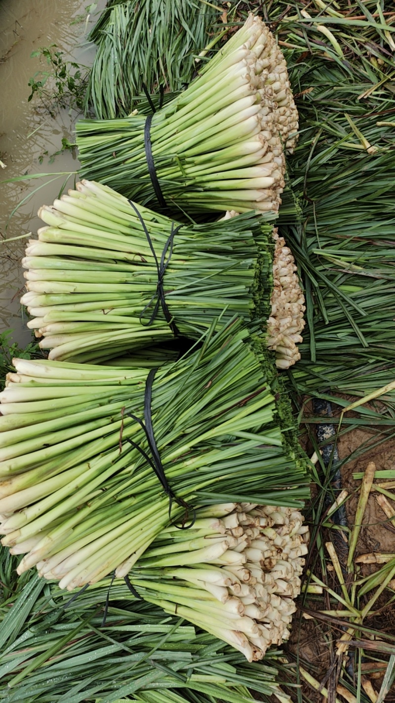香茅草：柠檬香茅食用香料绿色保健、护肤，基地直供欢迎订购。
