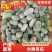 精品水果冬瓜大量上市.瓜型好.耐运输.基地直供欢迎咨询