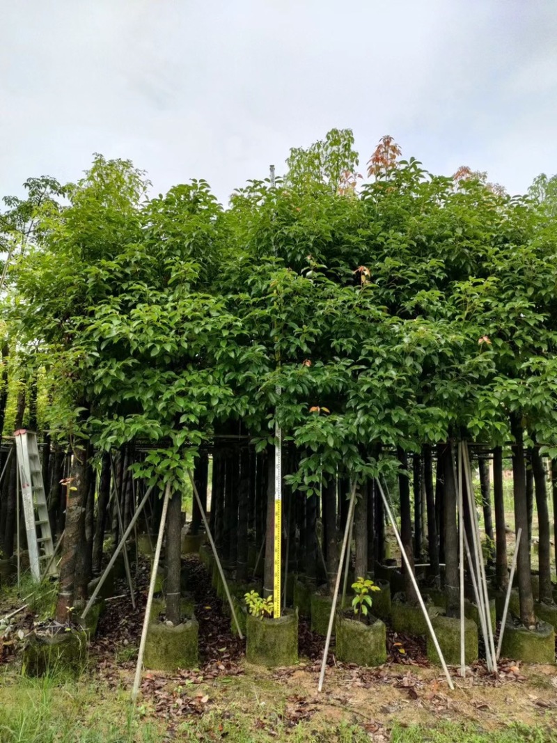 光杆香樟基地直销规格齐全欢迎老板来电咨询合作