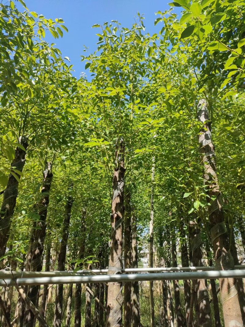 光杆香樟基地直销规格齐全欢迎老板来电咨询合作