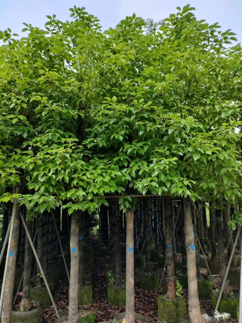 光杆香樟基地直销规格齐全欢迎老板来电咨询合作