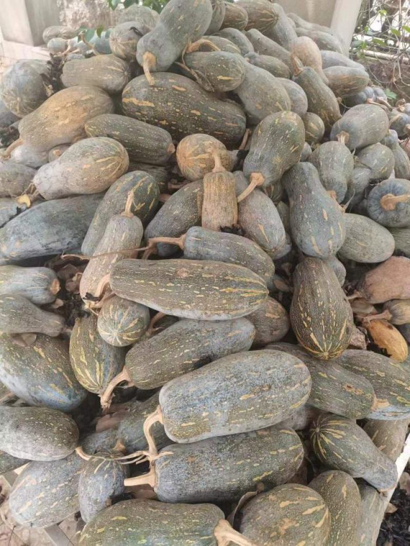 云南密本南瓜，口感非常好