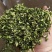 洋槐花野槐花绿色槐花槐花干脱水烘干熟槐花厂家直销
