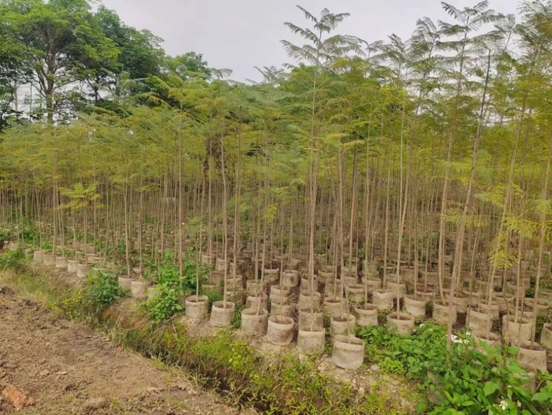 蓝花楹1～3公分