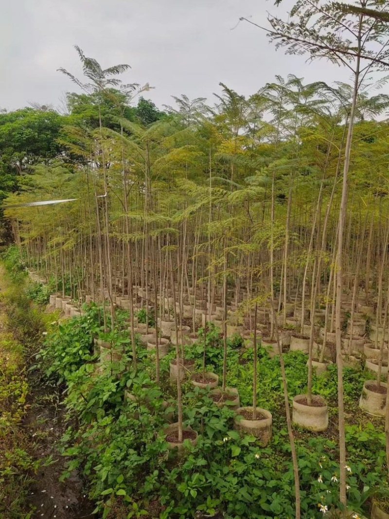 蓝花楹1～3公分